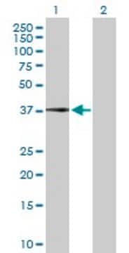 Anti-CFHR1 antibody produced in rabbit purified immunoglobulin, buffered aqueous solution