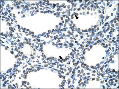 Anti-SFRS10 (AB1) antibody produced in rabbit IgG fraction of antiserum