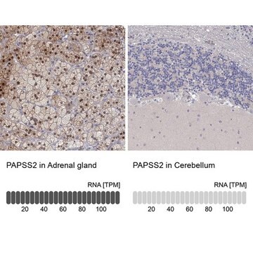 Anti-PAPSS2 antibody produced in rabbit Prestige Antibodies&#174; Powered by Atlas Antibodies, affinity isolated antibody, buffered aqueous glycerol solution