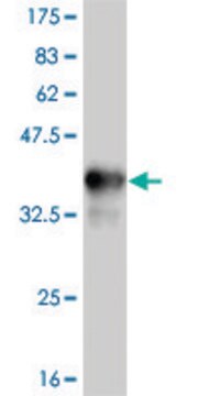 ANTI-TLR9 antibody produced in mouse clone 2C3, purified immunoglobulin, buffered aqueous solution