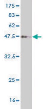 Monoclonal Anti-FOXD1 antibody produced in mouse clone 2C10, purified immunoglobulin, buffered aqueous solution