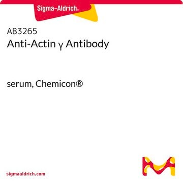 Anti-Actin &#947; Antibody serum, Chemicon&#174;