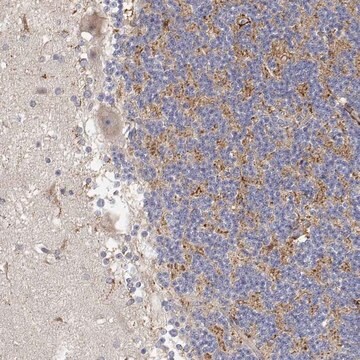 Anti-LONRF3 antibody produced in rabbit Prestige Antibodies&#174; Powered by Atlas Antibodies, affinity isolated antibody