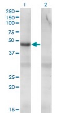 Monoclonal Anti-PIP5K2C antibody produced in mouse clone 3A4, ascites fluid