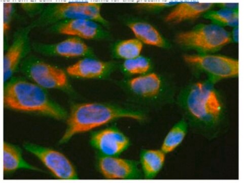 Anti-Ubiquilin 2 Antibody, clone 6H9 clone 6H9, from mouse