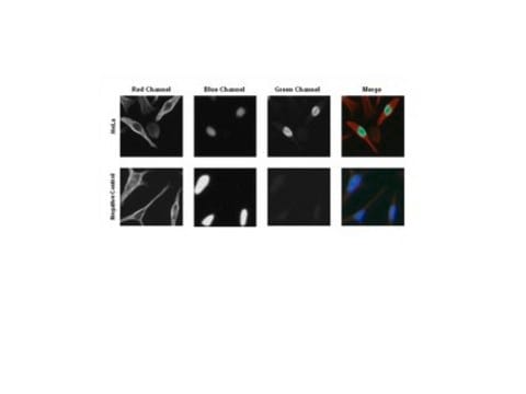 Anti-MAFA Antibody from rabbit, purified by affinity chromatography