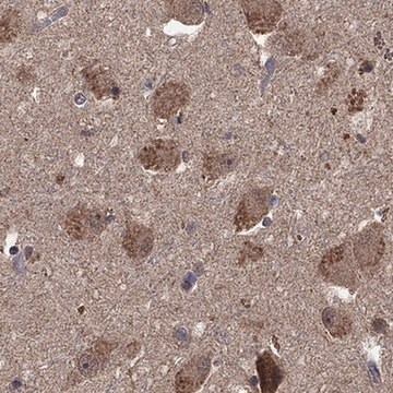 Anti-HTR6 antibody produced in rabbit Prestige Antibodies&#174; Powered by Atlas Antibodies, affinity isolated antibody, buffered aqueous glycerol solution