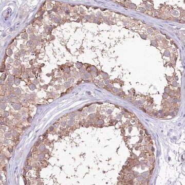 Anti-LRRC34 antibody produced in rabbit Prestige Antibodies&#174; Powered by Atlas Antibodies, affinity isolated antibody, buffered aqueous glycerol solution