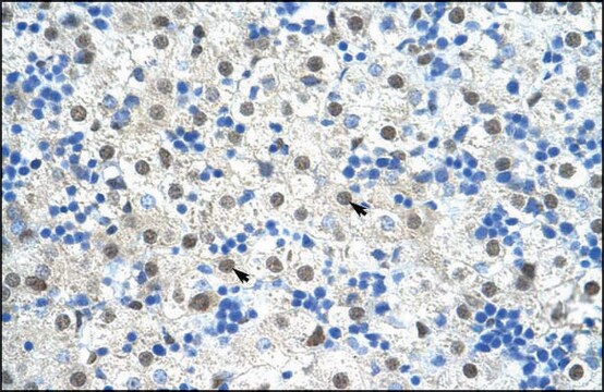 Anti-SF3B1 antibody produced in rabbit IgG fraction of antiserum