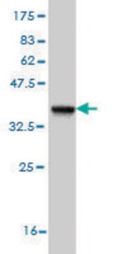 Monoclonal Anti-EPHA4 antibody produced in mouse clone 6H7, purified immunoglobulin, buffered aqueous solution