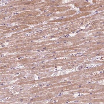 Anti-KCNK15 antibody produced in rabbit Prestige Antibodies&#174; Powered by Atlas Antibodies, affinity isolated antibody, buffered aqueous glycerol solution