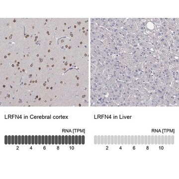 Anti-LRFN4 antibody produced in rabbit Prestige Antibodies&#174; Powered by Atlas Antibodies, affinity isolated antibody, buffered aqueous glycerol solution