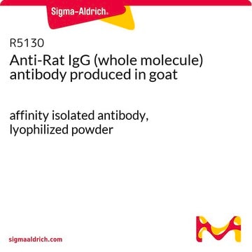 Anti-Rat IgG (whole molecule) antibody produced in goat affinity isolated antibody, lyophilized powder