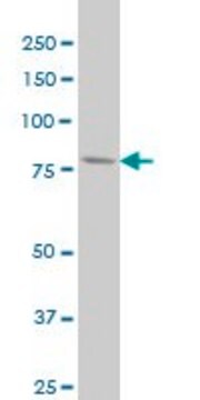 Monoclonal Anti-PFKL antibody produced in mouse clone 2A9, purified immunoglobulin, buffered aqueous solution