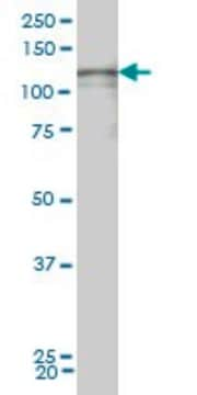 Monoclonal Anti-TEK antibody produced in mouse clone 1A4, purified immunoglobulin, buffered aqueous solution