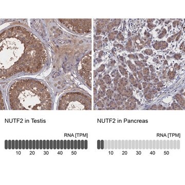 Anti-NUTF2 antibody produced in rabbit Prestige Antibodies&#174; Powered by Atlas Antibodies, affinity isolated antibody, buffered aqueous glycerol solution