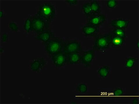 Monoclonal Anti-CSE1L antibody produced in mouse clone 2B7, purified immunoglobulin, buffered aqueous solution