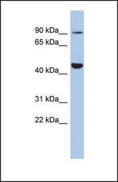 Anti-KCNH2 antibody produced in rabbit affinity isolated antibody