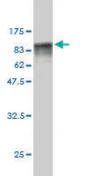 Monoclonal Anti-C16orf9 antibody produced in mouse clone 3D2, purified immunoglobulin, buffered aqueous solution