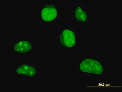 Monoclonal Anti-HLF antibody produced in mouse clone 1F12-1C4, purified immunoglobulin, buffered aqueous solution