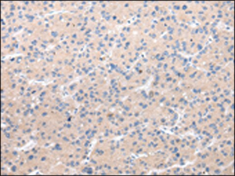 Anti-CHRM5 affinity isolated antibody