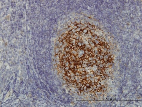 Monoclonal Anti-SDCBP antibody produced in mouse clone 2C12, purified immunoglobulin, buffered aqueous solution