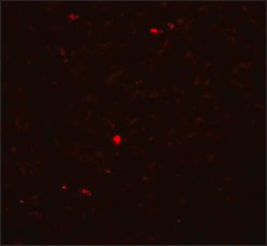 Anti-MOX1 antibody produced in rabbit affinity isolated antibody, buffered aqueous solution