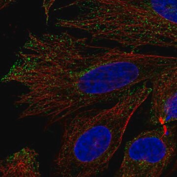 Anti-Kcna7 Antibody Produced In Rabbit Prestige Antibodies&#174; Powered by Atlas Antibodies, affinity isolated antibody, buffered aqueous glycerol solution