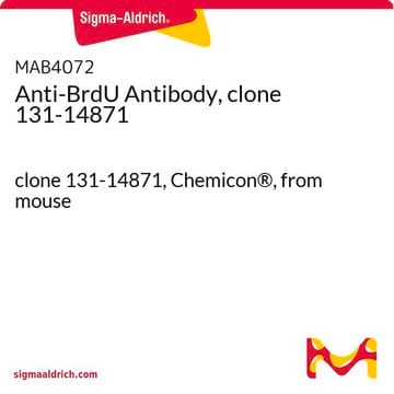 Anticorps anti-BrdU, clone&nbsp;131-14871 clone 131-14871, Chemicon&#174;, from mouse