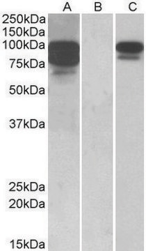 抗PCSK9抗体 ヤギ宿主抗体 affinity isolated antibody, buffered aqueous solution