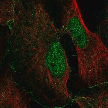 Anti-Nhsl2 Antibody Produced In Rabbit Prestige Antibodies&#174; Powered by Atlas Antibodies, affinity isolated antibody, buffered aqueous glycerol solution