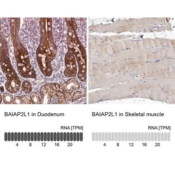 Anti-BAIAP2L1 antibody produced in rabbit Prestige Antibodies&#174; Powered by Atlas Antibodies, affinity isolated antibody, buffered aqueous glycerol solution