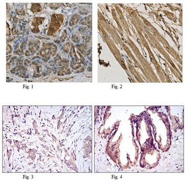 Anti-MAP3K5 Antibody, clone 2E4 ascites fluid, clone 2E4, from mouse