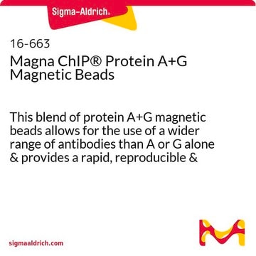 Magna ChIP&#174; magnetische Protein-A+G-Beads provides a rapid, reproducible and efficient collection of immunocomplexes for ChIP and RIP assays