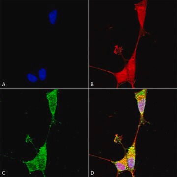 Monoclonal Anti-Notch1 - Biotin antibody produced in mouse clone S253-32, purified immunoglobulin