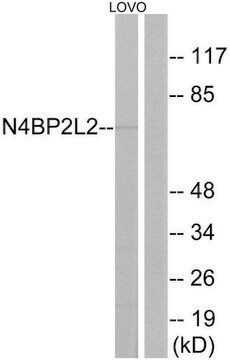 Anti-N4BP2L2 antibody produced in rabbit affinity isolated antibody