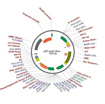 PSF-LENTI - LENTIVIRUS PUROMYCIN CMV PLASMID plasmid vector for molecular cloning