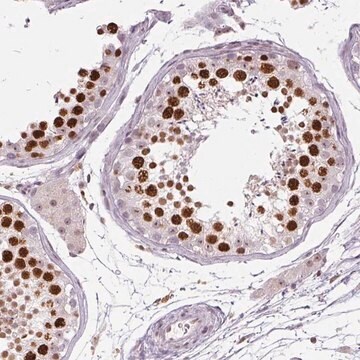 Anti-SMIM6 antibody produced in rabbit Prestige Antibodies&#174; Powered by Atlas Antibodies, affinity isolated antibody, buffered aqueous glycerol solution