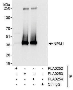 Rabbit anti-NPM1 Antibody, Affinity Purified Powered by Bethyl Laboratories, Inc.