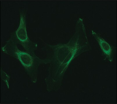 Anti-NUCB2 (C-terminal) antibody produced in rabbit ~1.5&#160;mg/mL, affinity isolated antibody, buffered aqueous solution