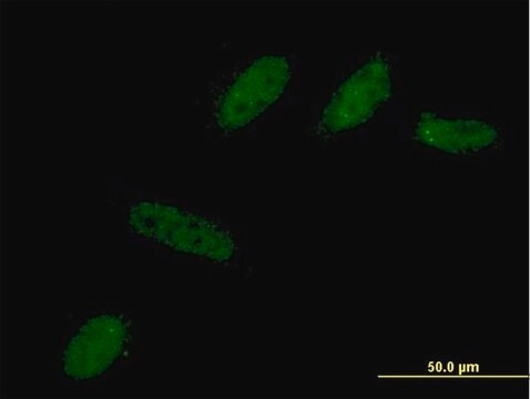 Monoclonal Anti-BCL2L12 antibody produced in mouse clone 1B1, purified immunoglobulin, buffered aqueous solution