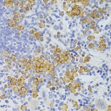 Anti-FAS antibody produced in rabbit