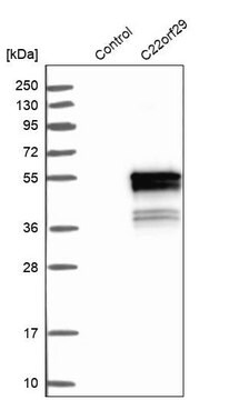 ANTI-C22orf29 antibody produced in rabbit Ab2, Prestige Antibodies&#174; Powered by Atlas Antibodies, affinity isolated antibody, buffered aqueous glycerol solution