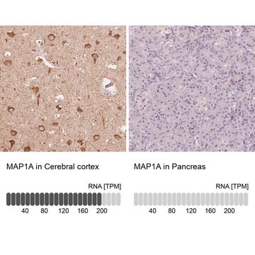 Anti-MAP1A antibody produced in rabbit Prestige Antibodies&#174; Powered by Atlas Antibodies, affinity isolated antibody, buffered aqueous glycerol solution