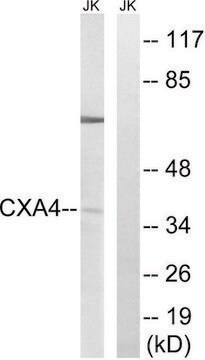 Anti-GJA4 antibody produced in rabbit affinity isolated antibody