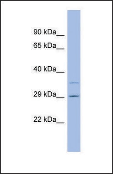 Anti-F12, (N-terminal) antibody produced in rabbit affinity isolated antibody