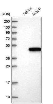 Anti-AUNIP antibody produced in rabbit Prestige Antibodies&#174; Powered by Atlas Antibodies, affinity isolated antibody, buffered aqueous glycerol solution