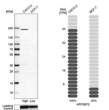 Anti-ARFGEF2 antibody produced in rabbit Prestige Antibodies&#174; Powered by Atlas Antibodies, affinity isolated antibody, buffered aqueous glycerol solution