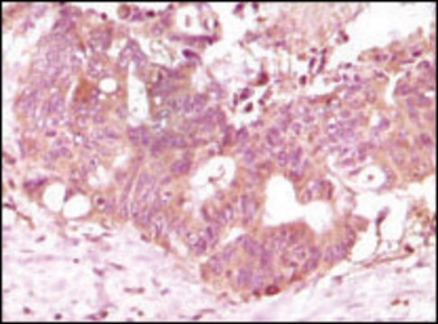 Monoclonal Anti-FGF2 antibody produced in mouse clone 2H5G2C11, ascites fluid