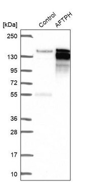 Anti-AFTPH antibody produced in rabbit Prestige Antibodies&#174; Powered by Atlas Antibodies, affinity isolated antibody, buffered aqueous glycerol solution